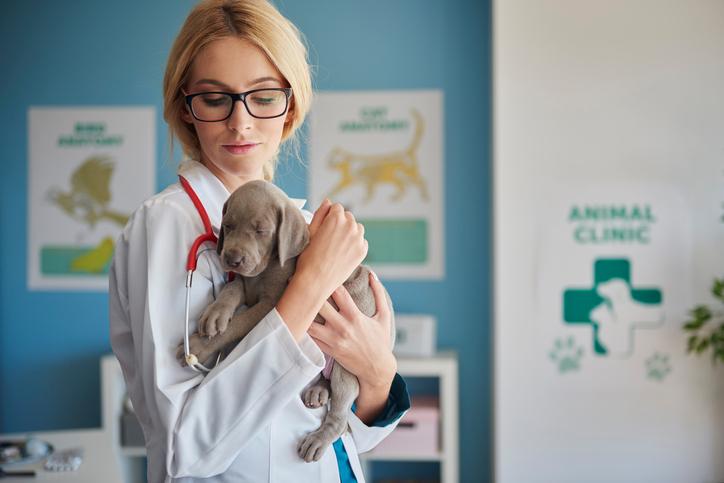 Clínica Veterinaria "los Cachorros"