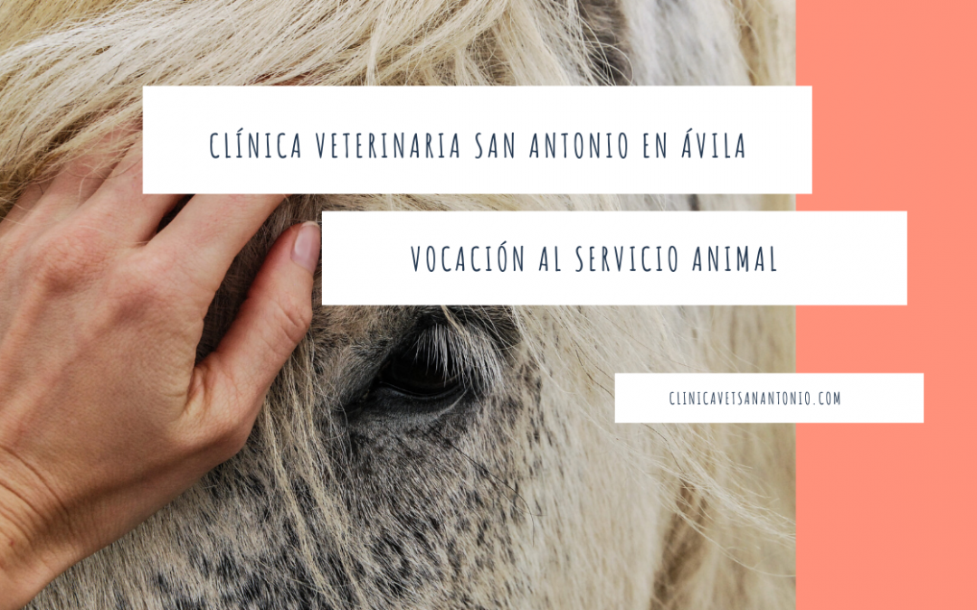 Clinica Veterinaria San Antonio