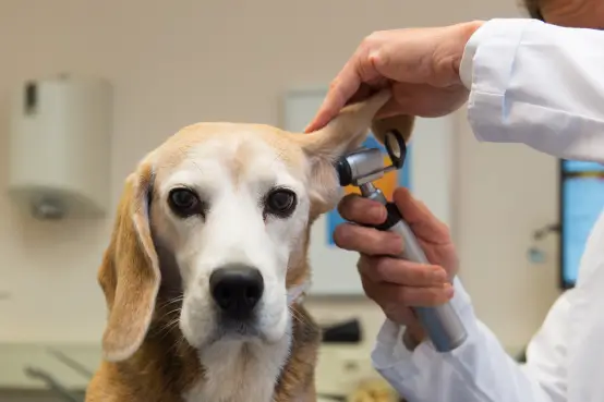 Clínica Veterinaria Santa Lucia