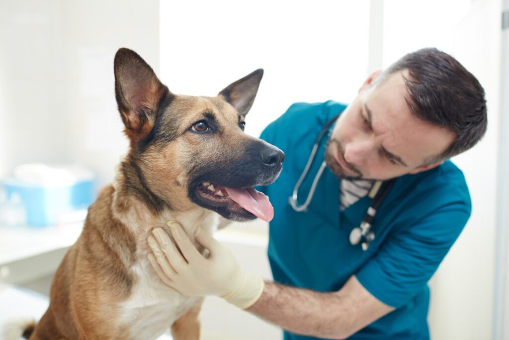 Clinica Y Veterinaria "el Pollito Ii"