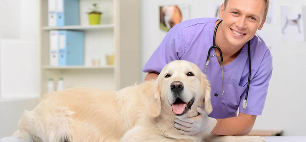 Consultorio Veterinario Xoloitzcuintli