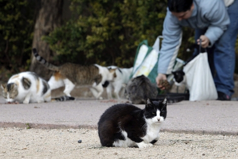 Covac Veterinaria