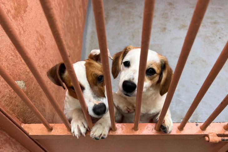Dogspital Veterinario A Domicilio En Aguascalientes
