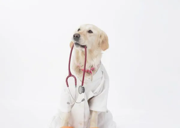 Dogtor