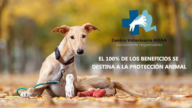 Guaus Y Miaus Centro Diagnostico Veterinario