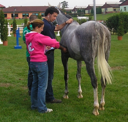 Hoca Veterinaria