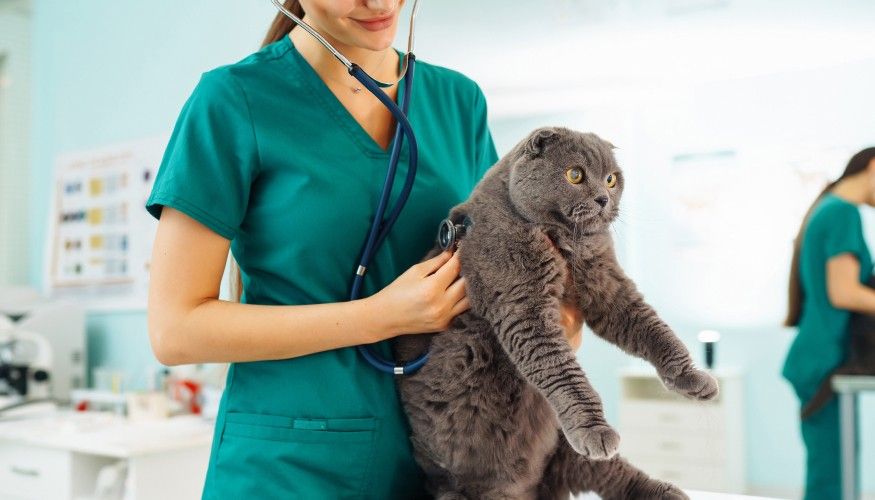 Hospital Integral Veterinario