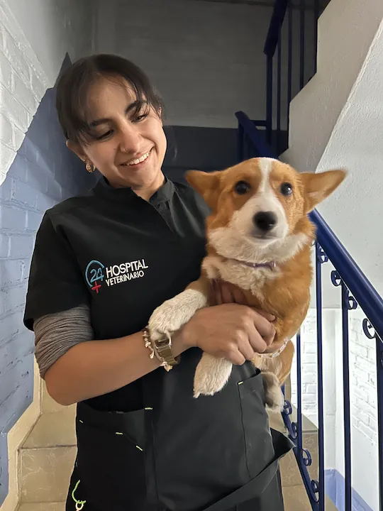 Hospital Veterinario 24 Horas Metepec