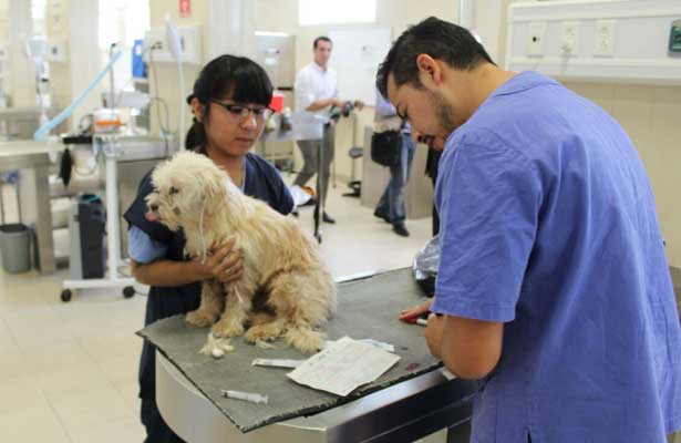 Hospital Veterinario De Cuautla