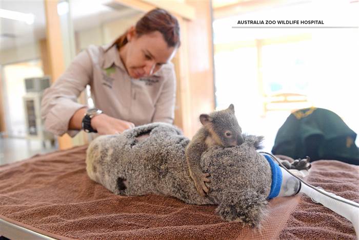 Hospital Veterinario Koala