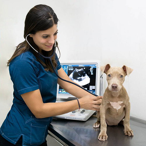 Hospital Veterinario Meds For Pets Escobedo | Veterinario En Escobedo