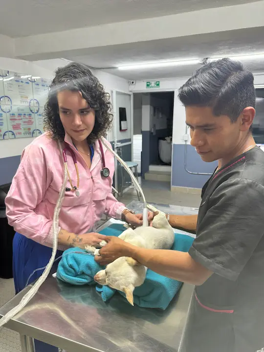 Hospital Veterinario Patitas Emergencias 24 Hrs