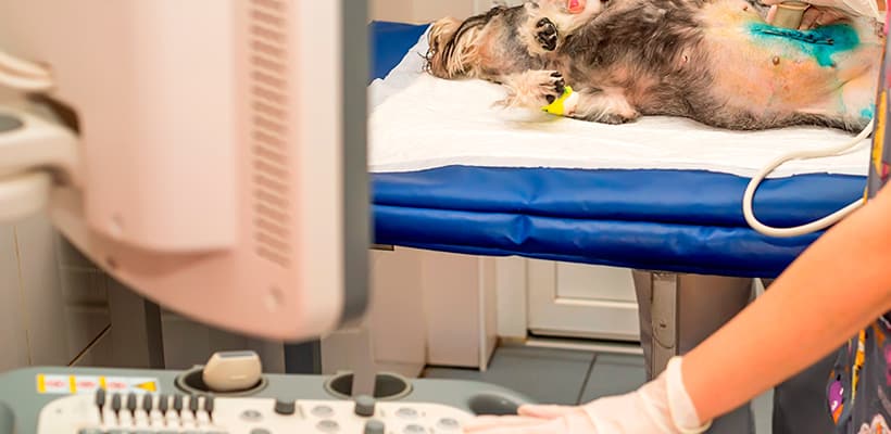 Hospital Veterinario Santa Elena