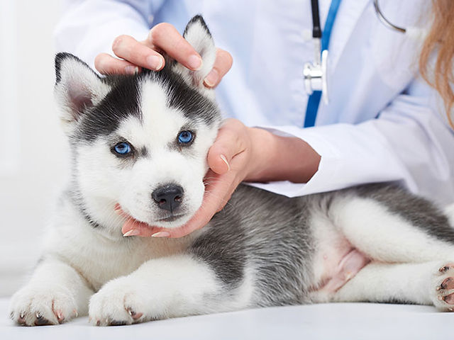 Hospital Veterinario Universo Animal