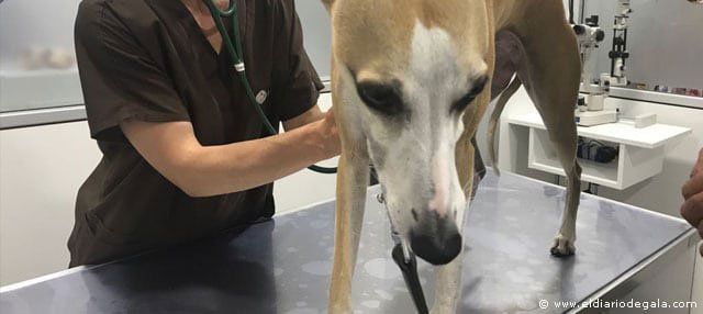 Hospital Veterinario Whippet