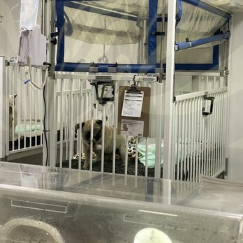 Hospital Veterinario Y Especialidades Animal Care