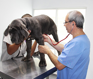 Hvc Hospital Veterinario Centro