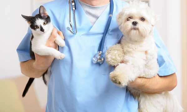 I Mascota Clínica Veterinaria. El Carmen