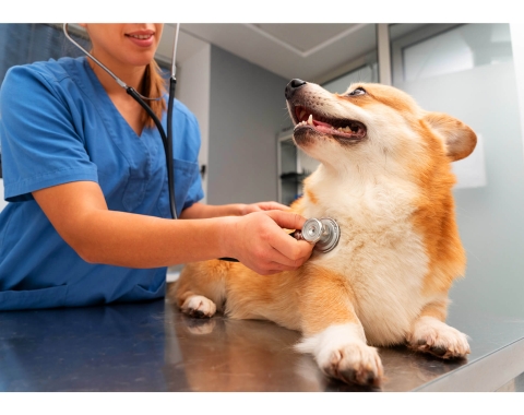 Joaquín Veterinario