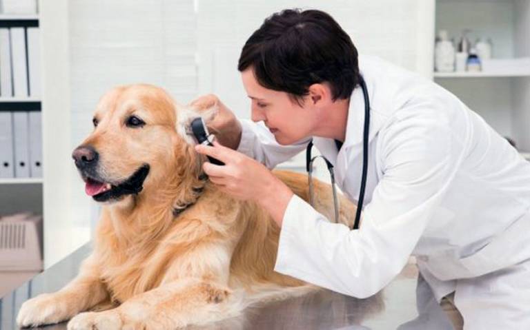 Medico Veterinario