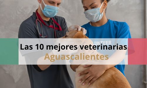 Veterinarias en Aguascalientes