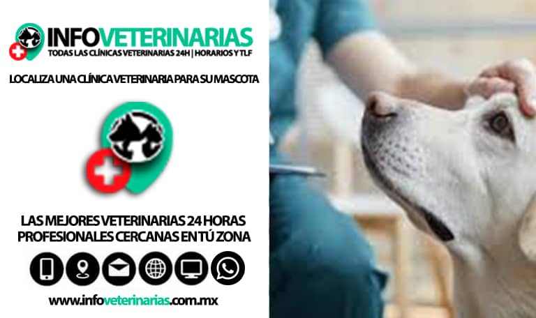 Veterinarias En Ciudad Constitución