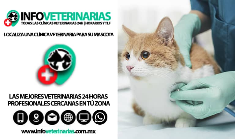 Veterinarias En Cortazar