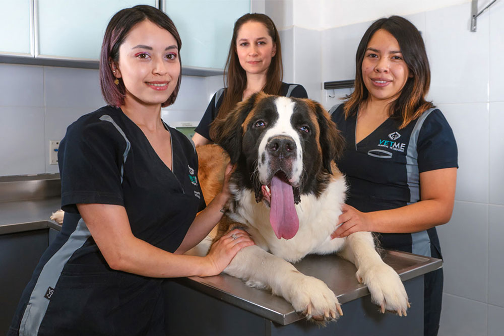 Veterinarias En Cuauhtémoc