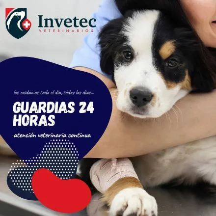 Veterinarias En Lerdo