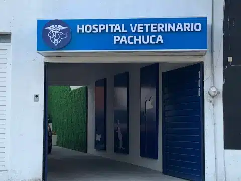 Veterinarias En Pachuca De Soto