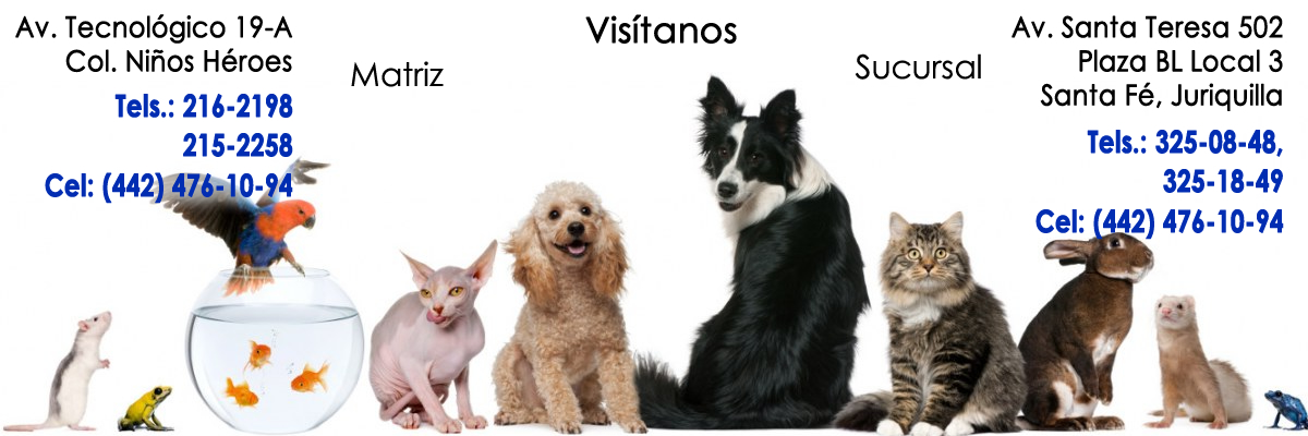 Veterinarias en Querétaro