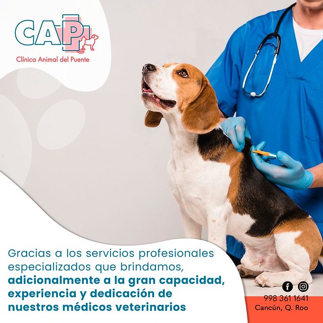 Veterinarias en Quintana Roo