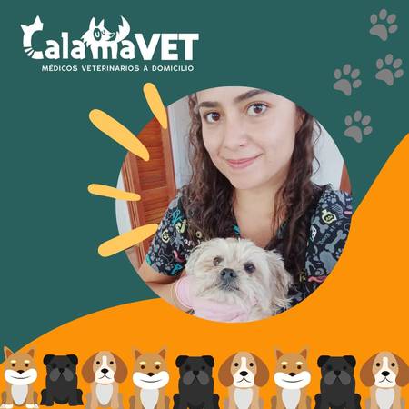 Veterinarias En Salvatierra