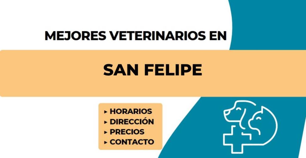 Veterinarias En San Felipe