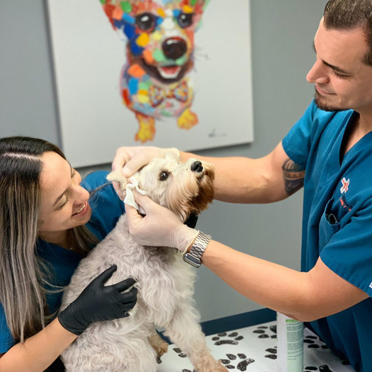 Veterinarias En San Juan Del Río