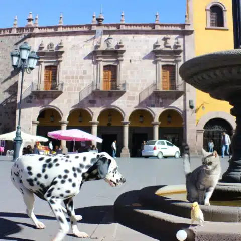 Veterinarias En San Luis Potosí