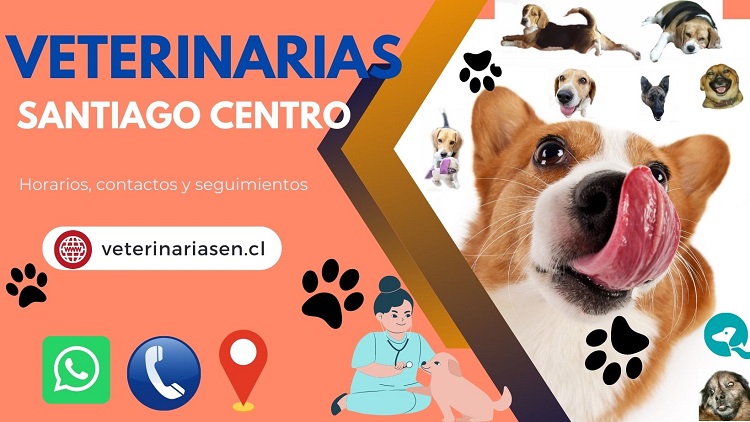 Veterinarias En Santiago