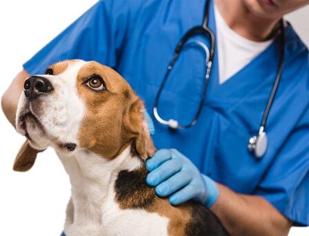 Veterinarias En Tuxpan