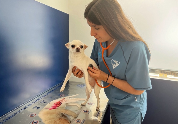 Veterinarias En Valladolid