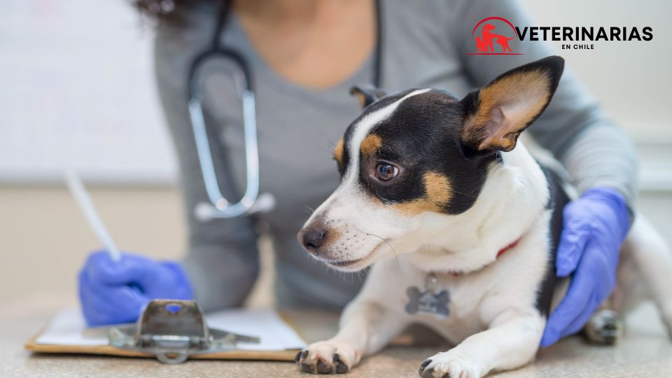 Veterinarias En Valle De Santiago