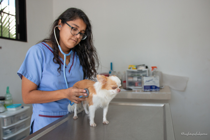 Veterinarias en Yucatán