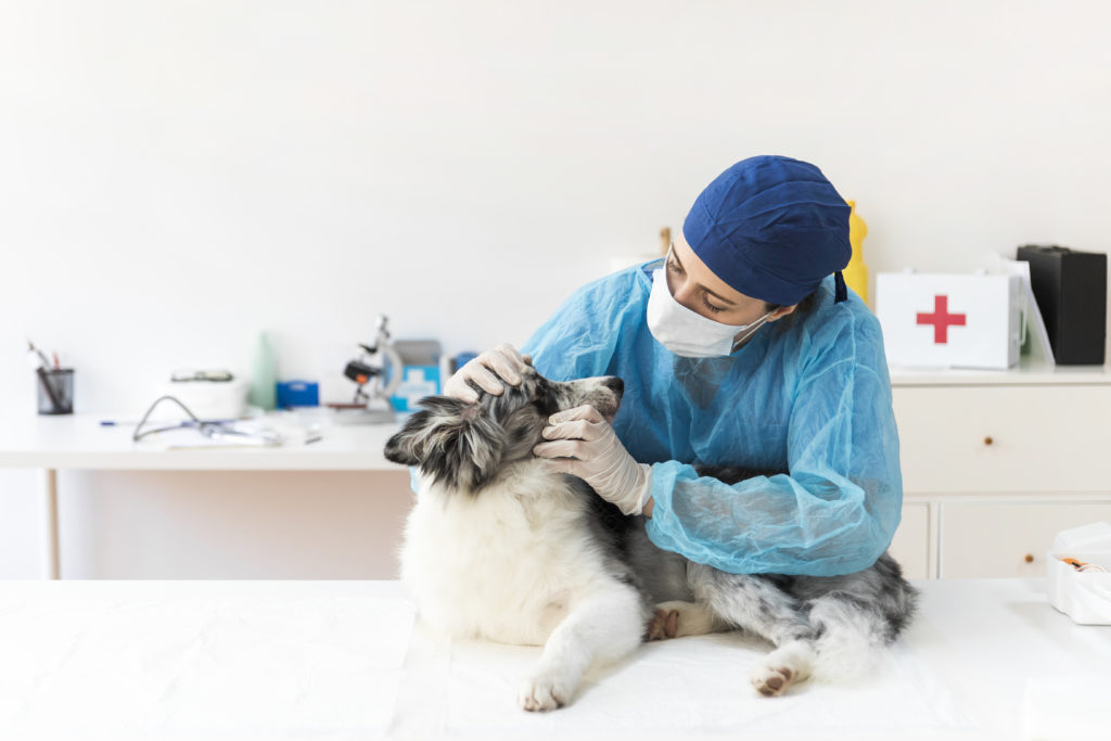 Mi Mejor Amigo Clínica Veterinaria