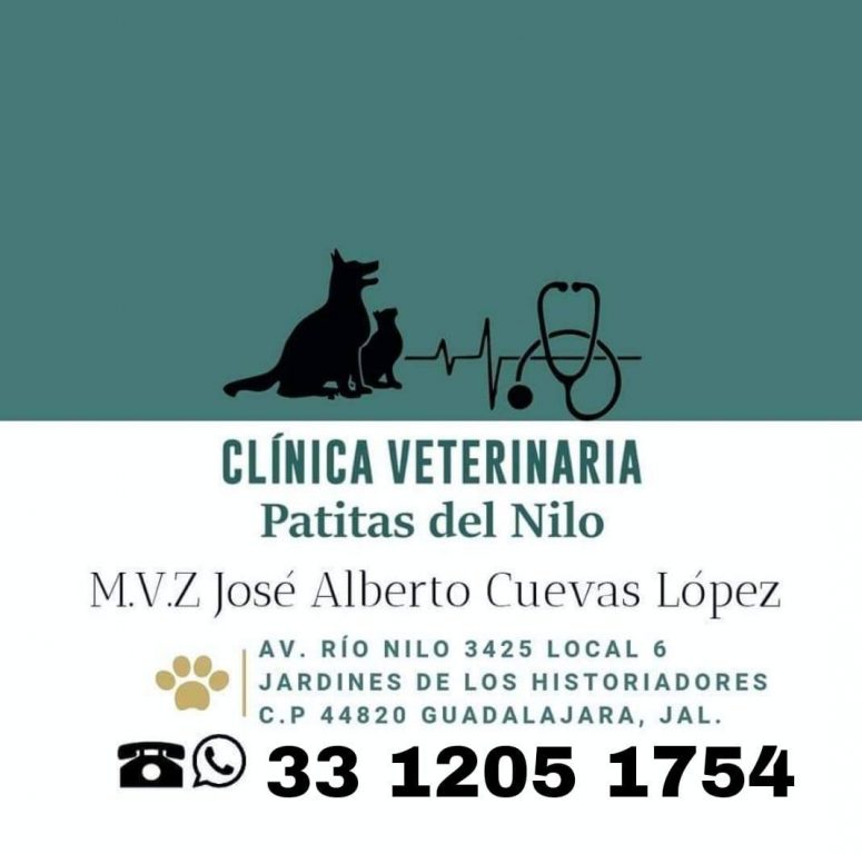 Patitas Hospital Veterinario