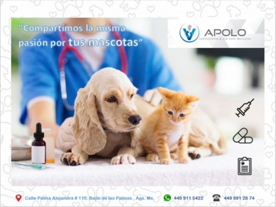 Peek´ Clínica Veterinaria Y Estética Canina