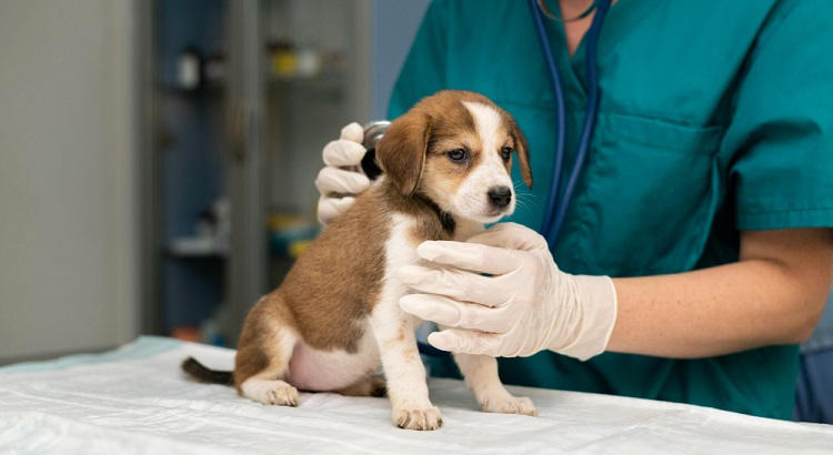 Profesionales En Veterinaria