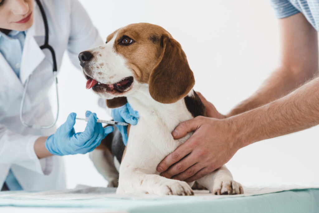 Quirón Clínica Veterinaria