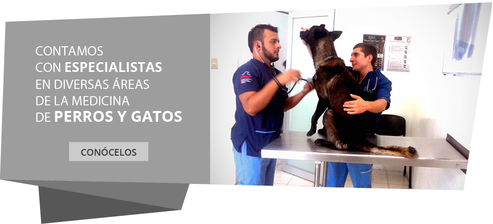 Salud Veterinaria De Puebla