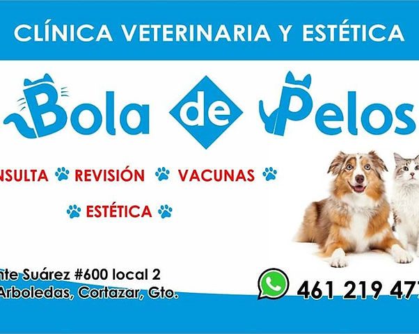 Servicio Médico Veterinario Cortazar