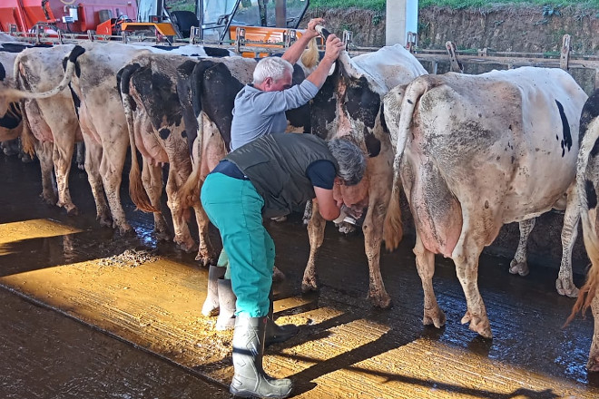 Servicios Veterinarios Del Ganadero