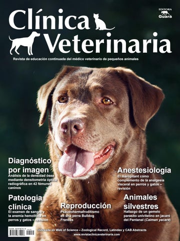 Servicios Veterinarios Para Mascotas Prestados Por El Sector Privado